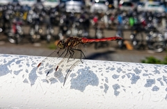 Sympetrum