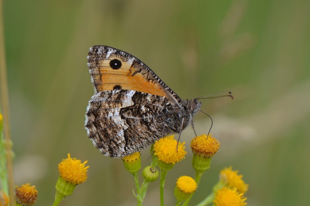 Hipparchia