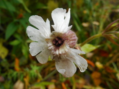 Microbotryum lychnidis-dioicae