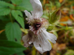 Microbotryum lychnidis-dioicae