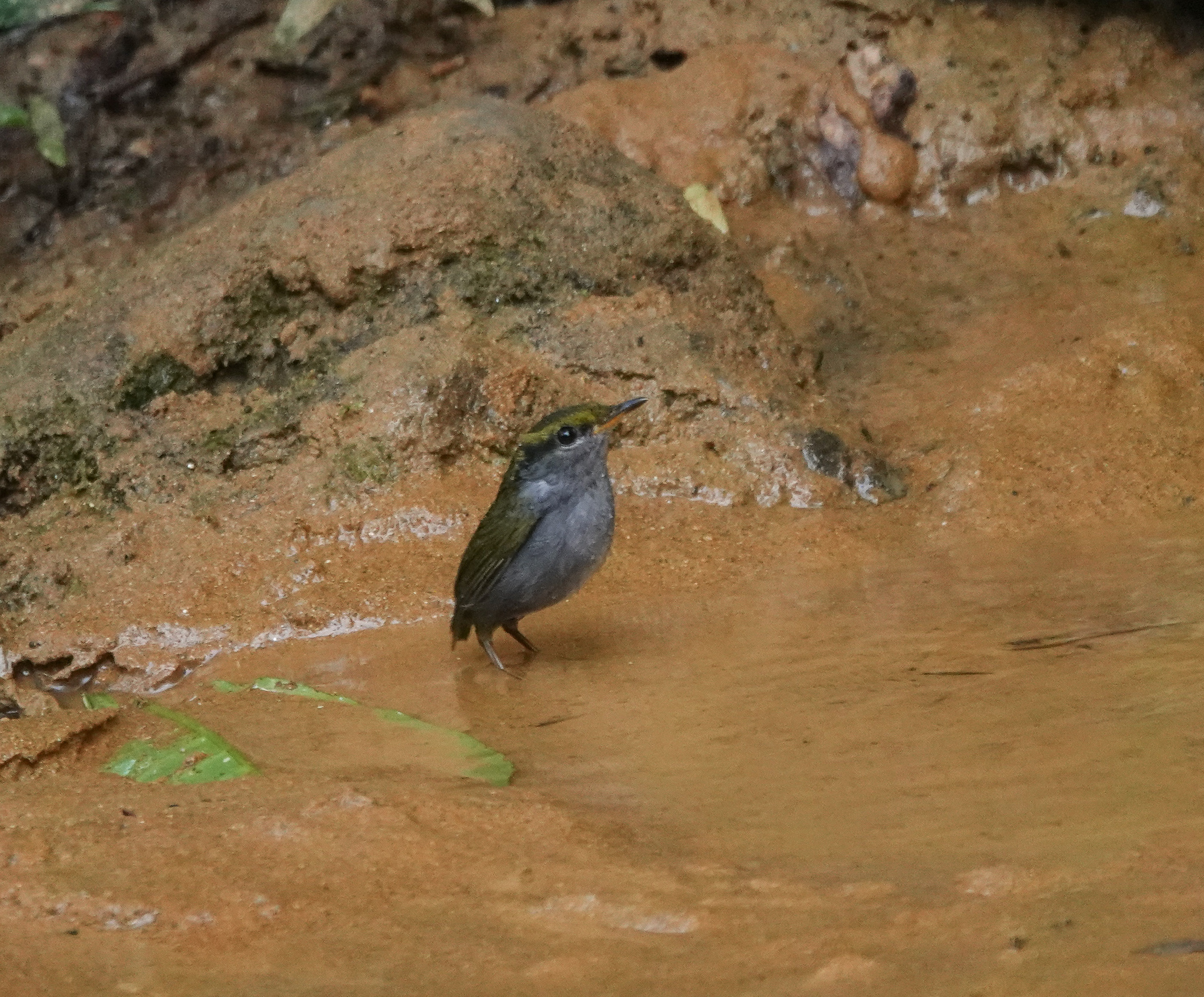 Grey-bellied Tesia (Tesia cyaniventer), photo 1