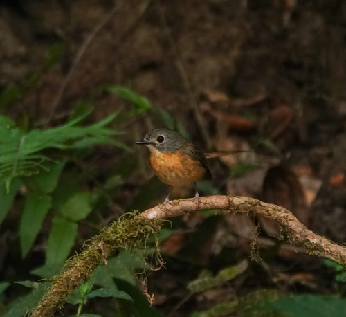 Pale-chinned Flycatcher (Cyornis poliogenys), photo 10