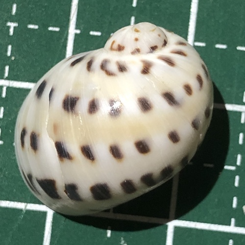 China moon snail