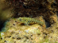 Bathygobius lineatus