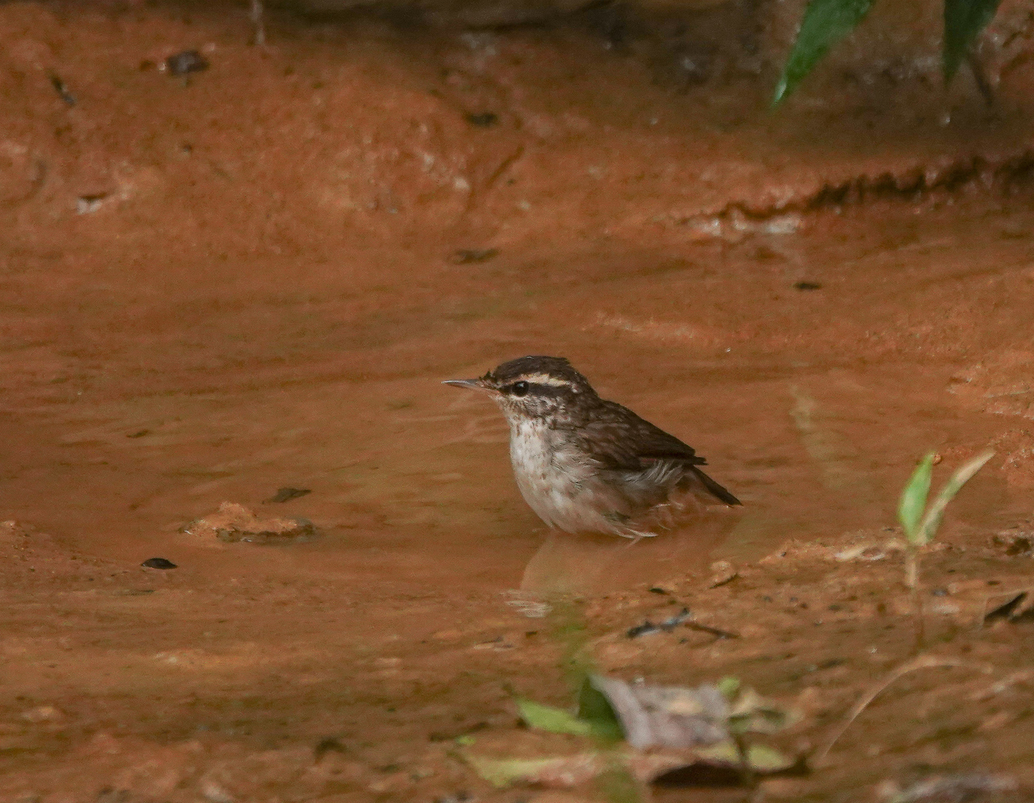Asian Stubtail (Urosphena squameiceps), photo 7