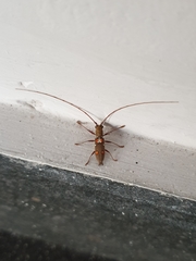 Olenecamptus bilobus