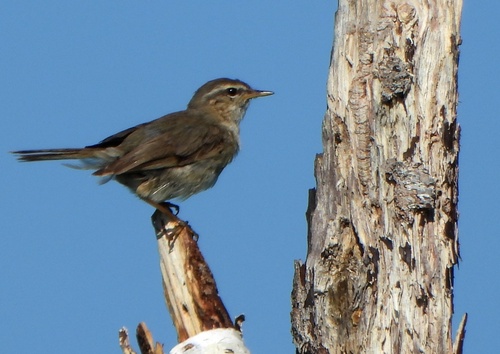 Dusky Warbler (Phylloscopus fuscatus), photo 9