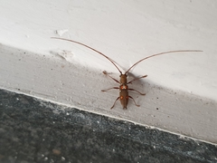 Olenecamptus bilobus