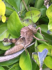 Abisares viridipennis
