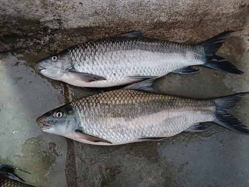 Brahminy labeo (Labeo dyocheilus) — Cyprinidae — 4