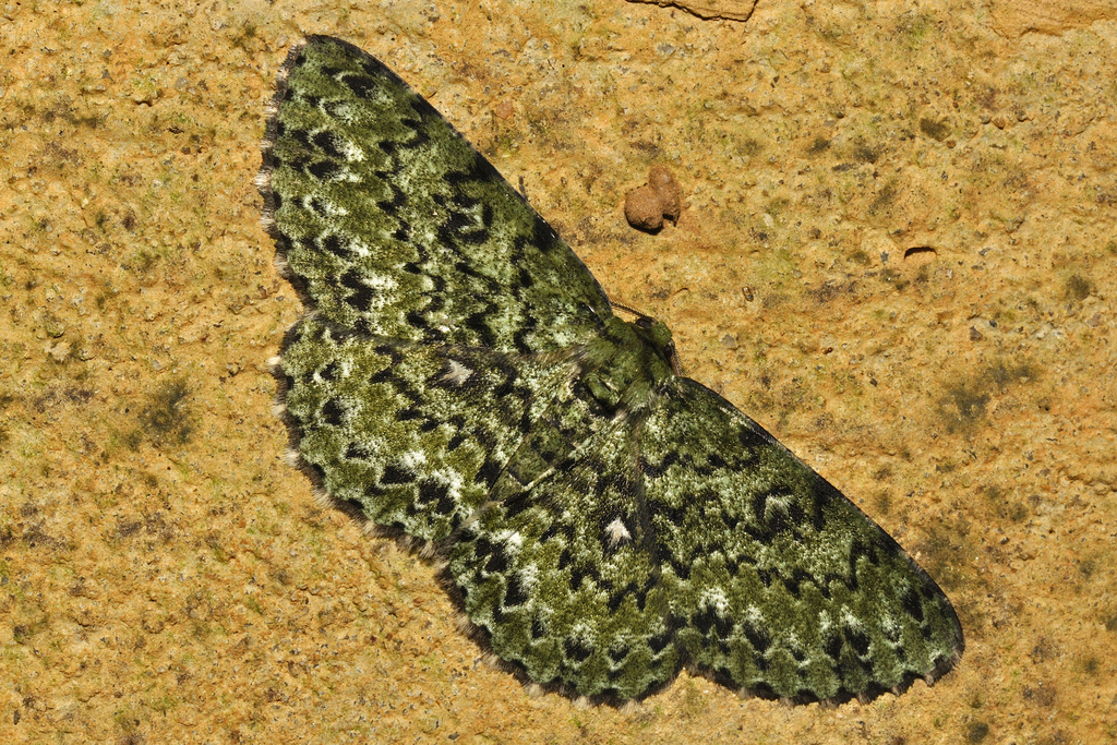 Parapercnia kalakadaria