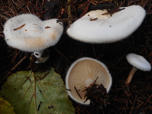 Bearded Seamine (Ripartites tricholoma) · iNaturalist