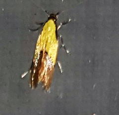 Opogona protodoxa