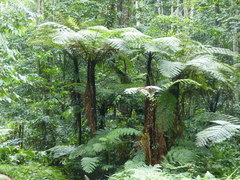 Cyathea humilis
