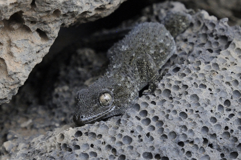 Tenerife Wall Gecko