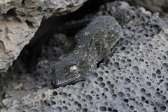 Tenerife Wall Gecko photo 1