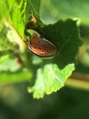 Calligrapha spiraeae