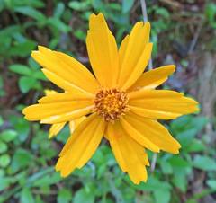 Coreopsis auriculata