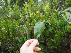 Smilax nervomarginata