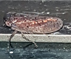 Tartessini