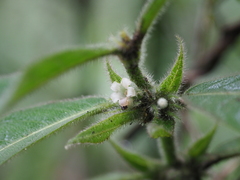 Lasianthus hirsutus