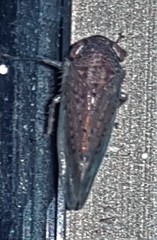 Tartessini