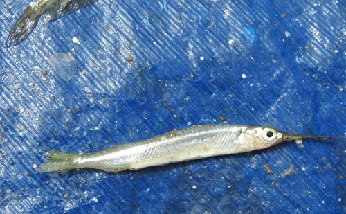 Redtip halfbeak (Hyporhamphus xanthopterus) — Hemiramphidae — 2