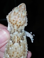 Chondrodactylus pulitzerae