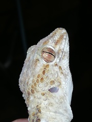 Chondrodactylus pulitzerae