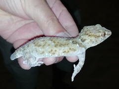 Chondrodactylus pulitzerae