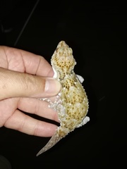 Chondrodactylus pulitzerae