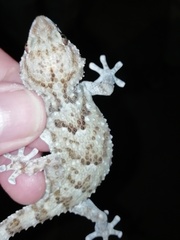 Chondrodactylus pulitzerae