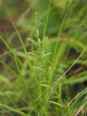 Gonocarpus chinensis