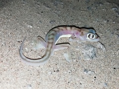 Pachydactylus rangei
