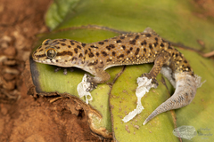 Pachydactylus affinis