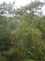 Pleioblastus linearis