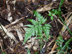 Dryopteris sordidipes
