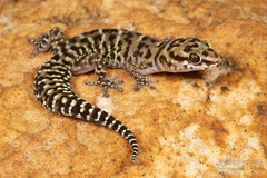 Pachydactylus affinis
