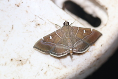 Lamprosema dorisalis