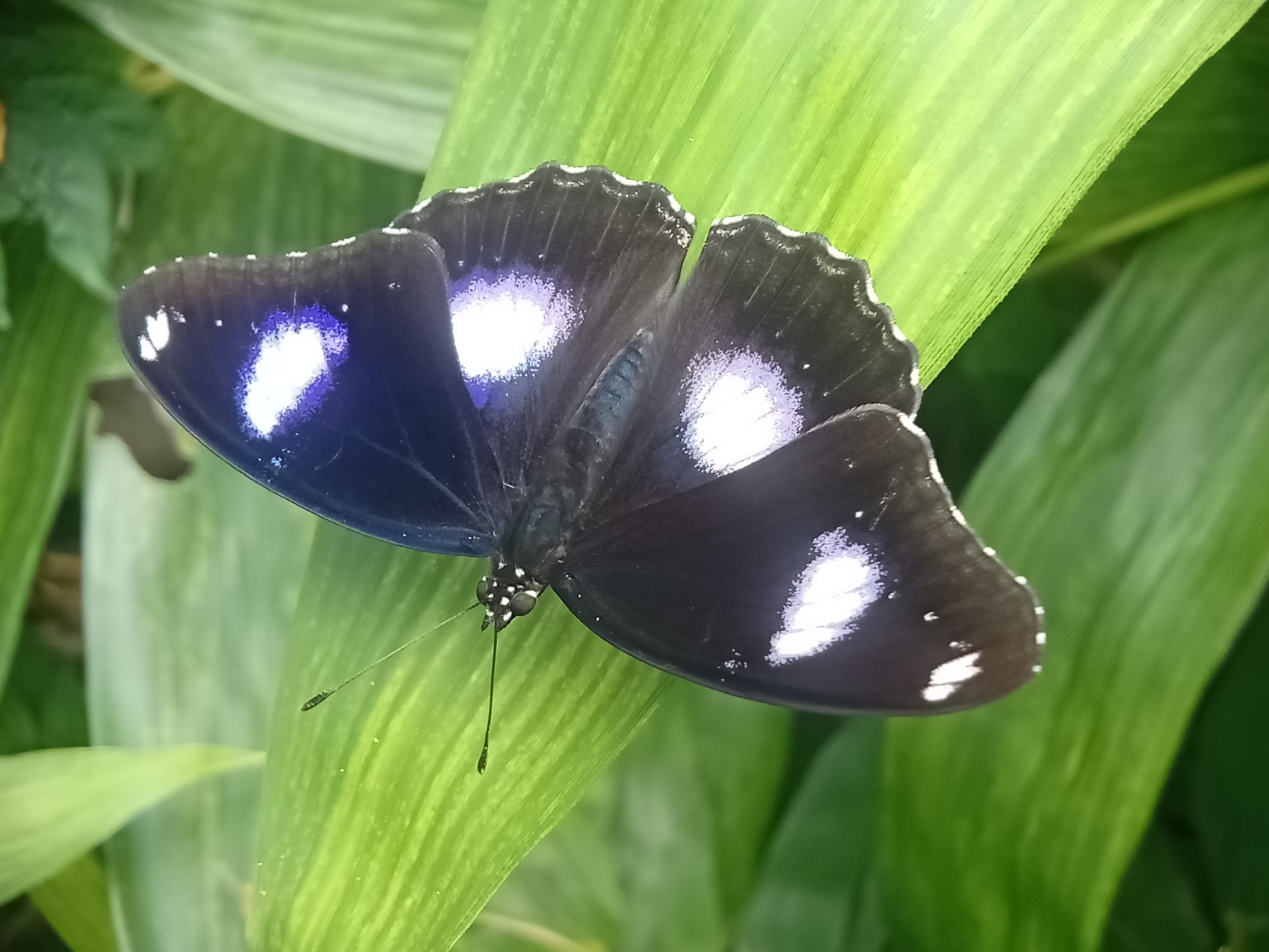 Great Eggfly