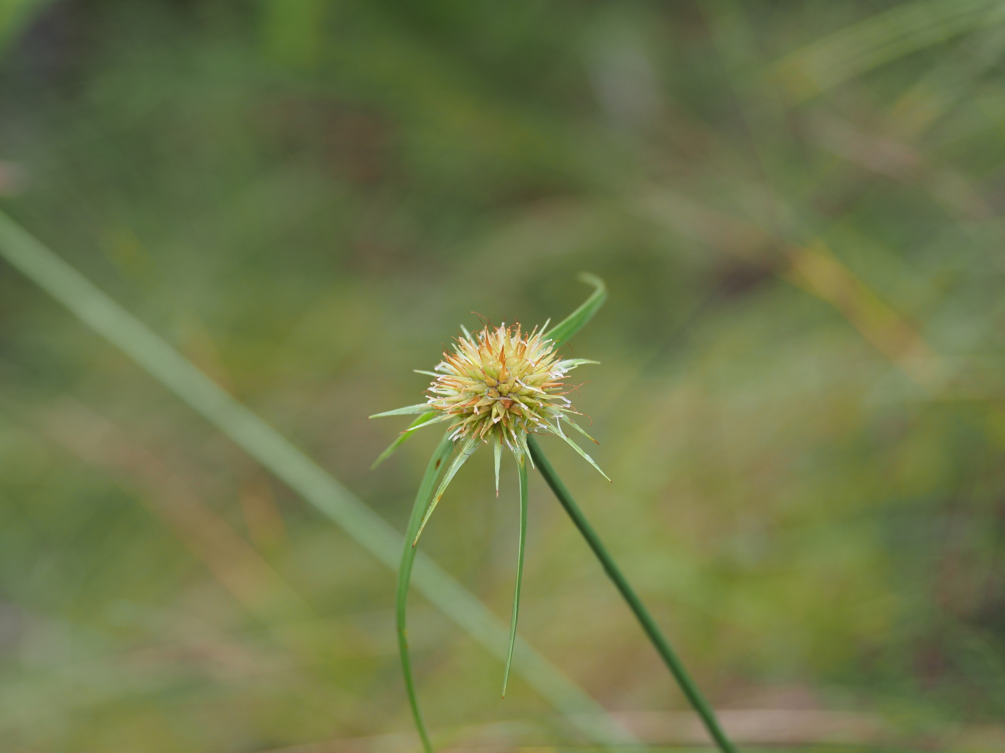 Rhynchospora rubra
