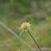 Rhynchospora rubra - Photo (c) Keita Watanabe, algunos derechos reservados (CC BY-NC), subido por Keita Watanabe