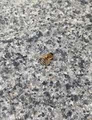 Apis mellifera