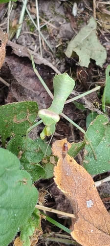Transcaucasian Giant Mantis