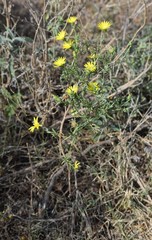 Xanthisma texanum drummondii