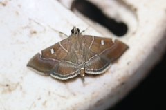 Lamprosema dorisalis