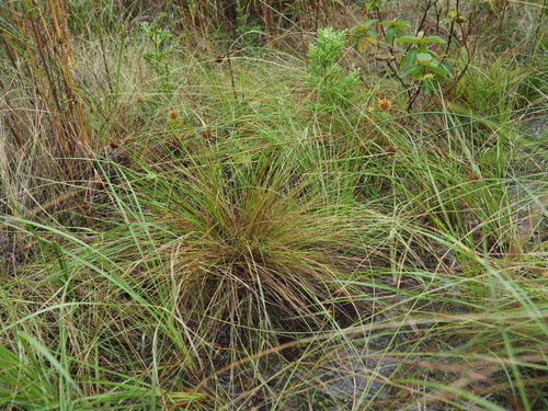 Aristida takeoi iNat (2)