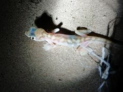 Pachydactylus rangei