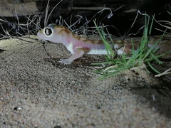 Pachydactylus rangei