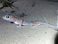 Pachydactylus rangei